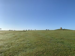 Dartmoor Ponies
